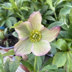 Čemerica východná (Helleborus orientalis) ´PINK LADY´ kont. P9